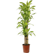Dracaena massangeana - Vaso L XL